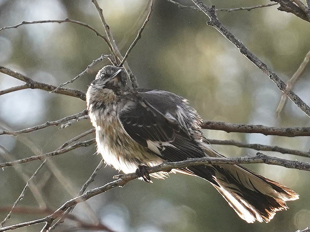 Northern Mockingbird - Tom Haglund