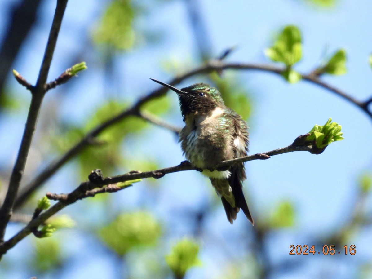 Ruby-throated Hummingbird - Lyne Pelletier