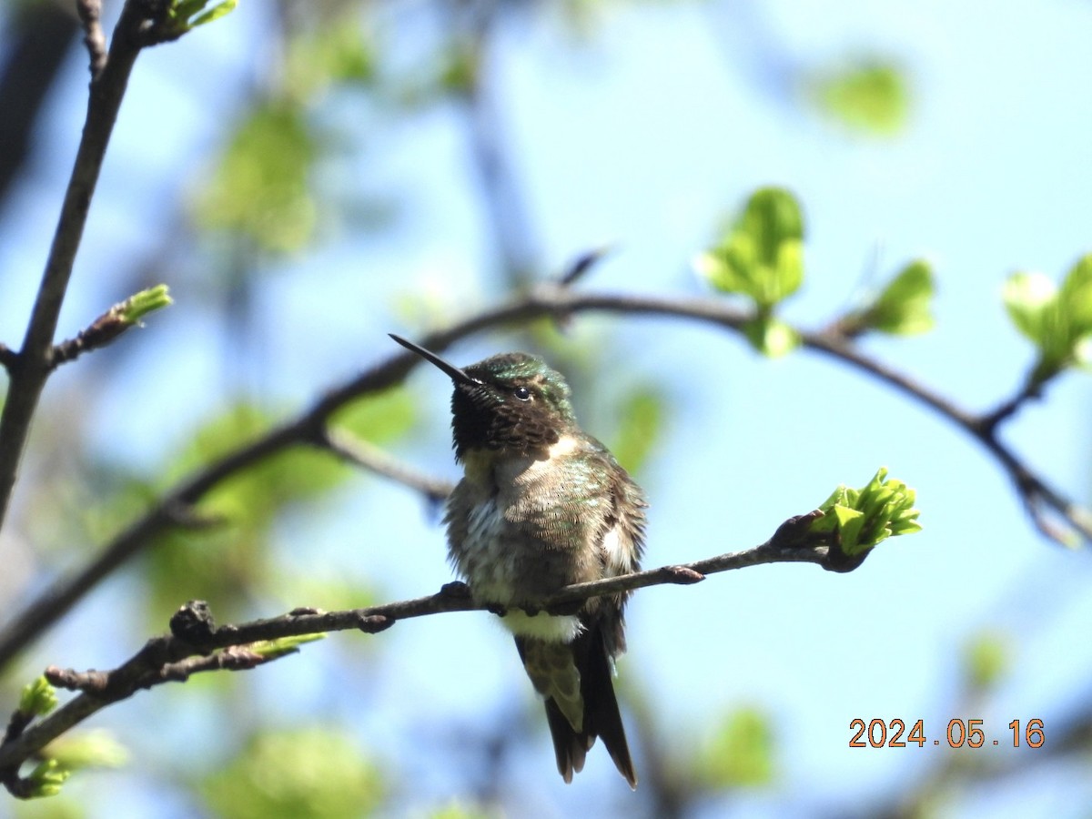 Ruby-throated Hummingbird - Lyne Pelletier