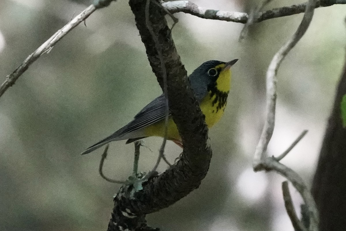 Canada Warbler - Tom Cassaro