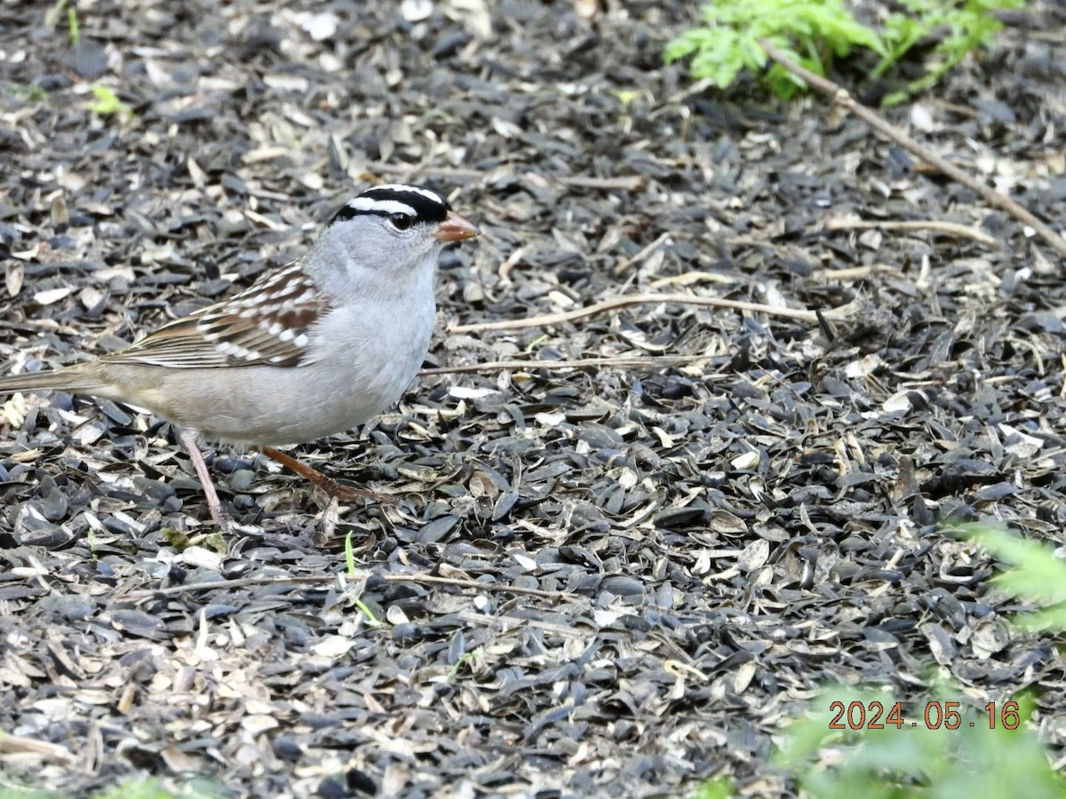 White-crowned Sparrow - Lyne Pelletier