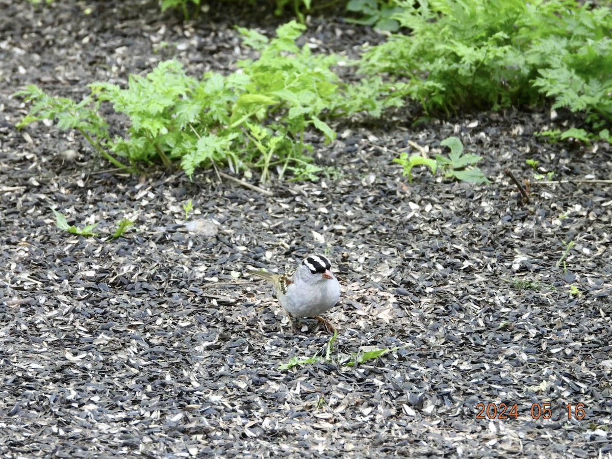 White-crowned Sparrow - Lyne Pelletier