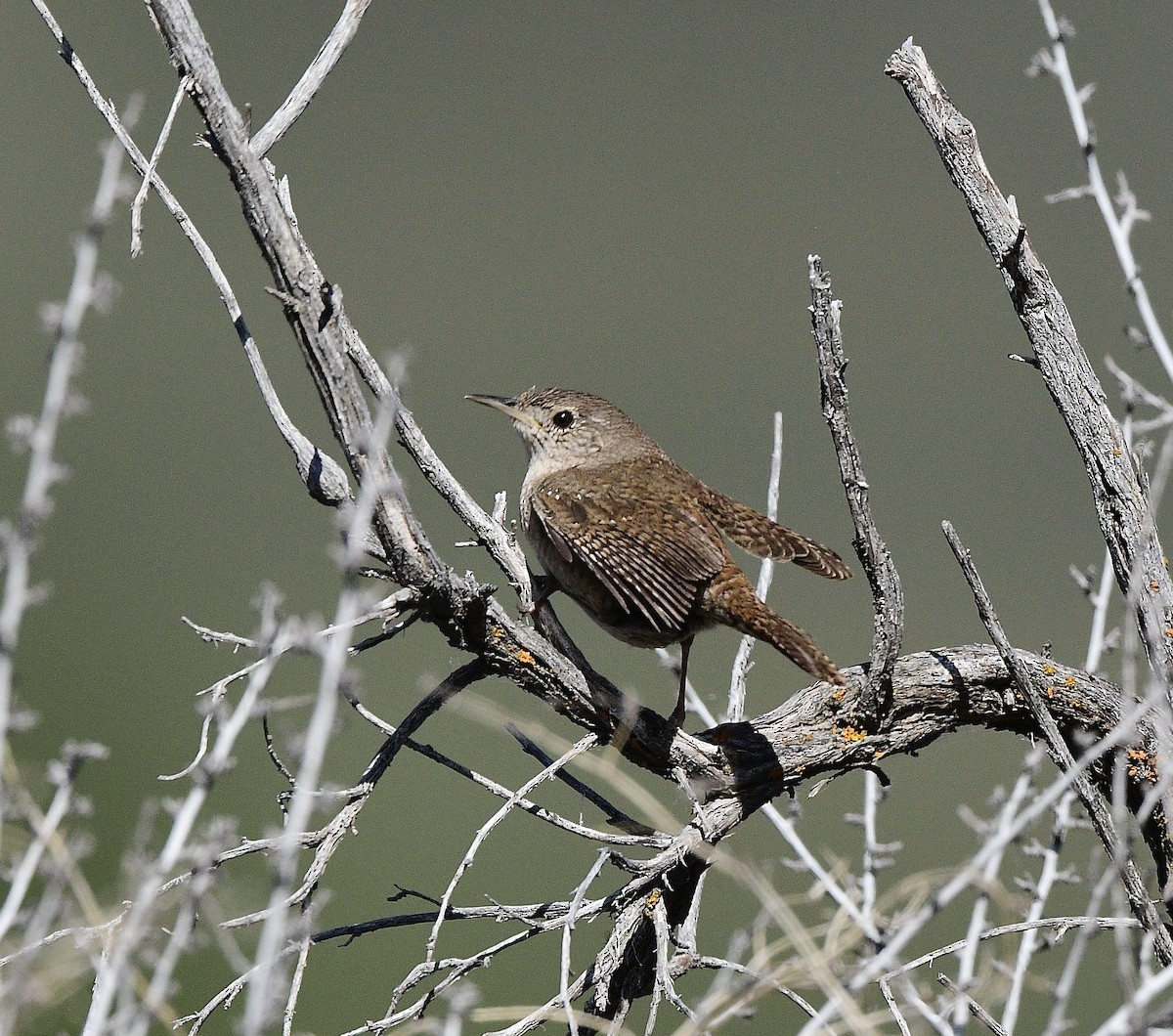 House Wren - Norman Eshoo