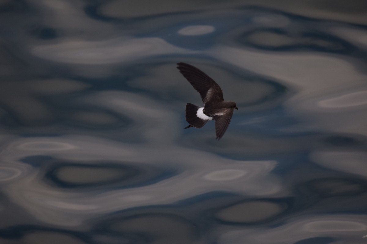 Wilson's Storm-Petrel - Alexander Hockton