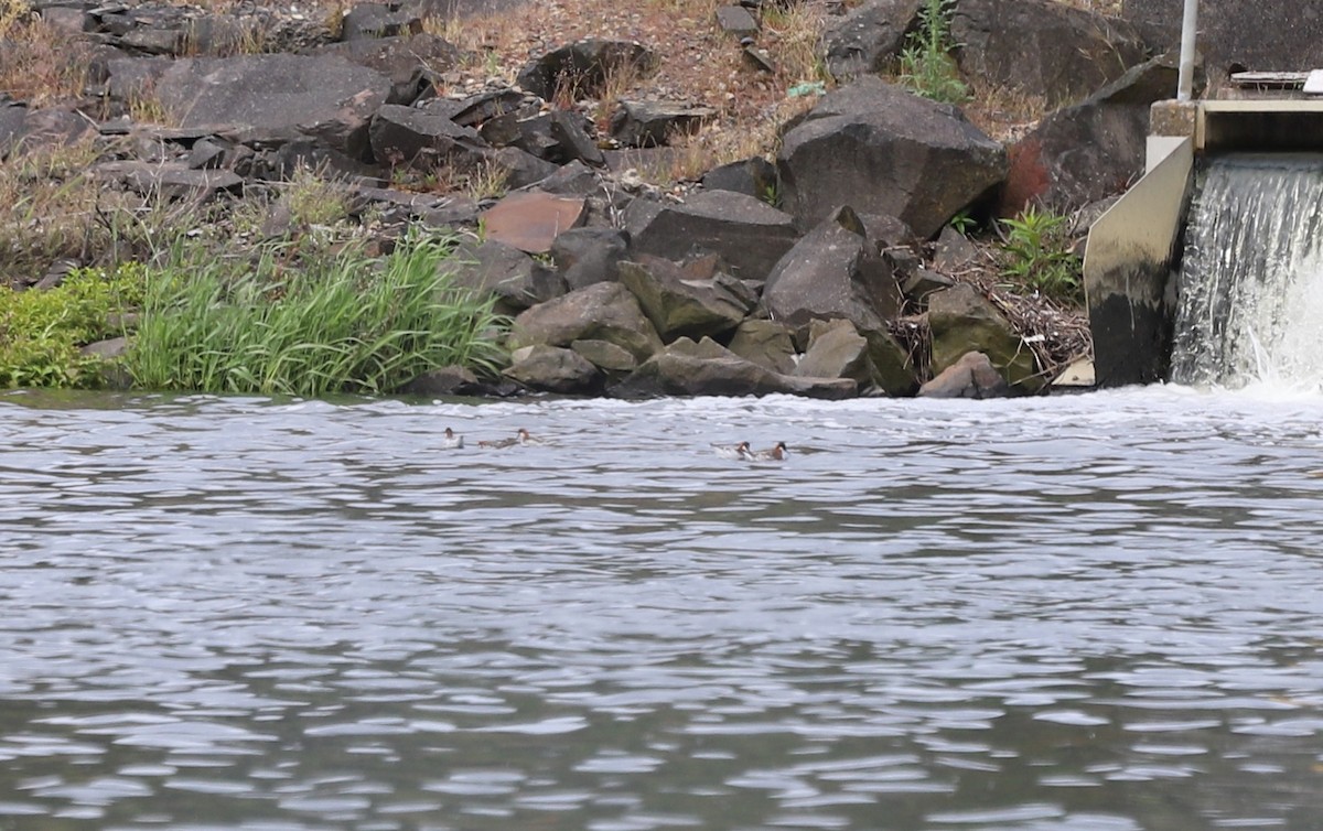 Red-necked Phalarope - Andrew S. Aldrich