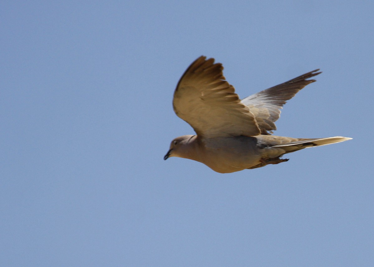 Eurasian Collared-Dove - ML619210970