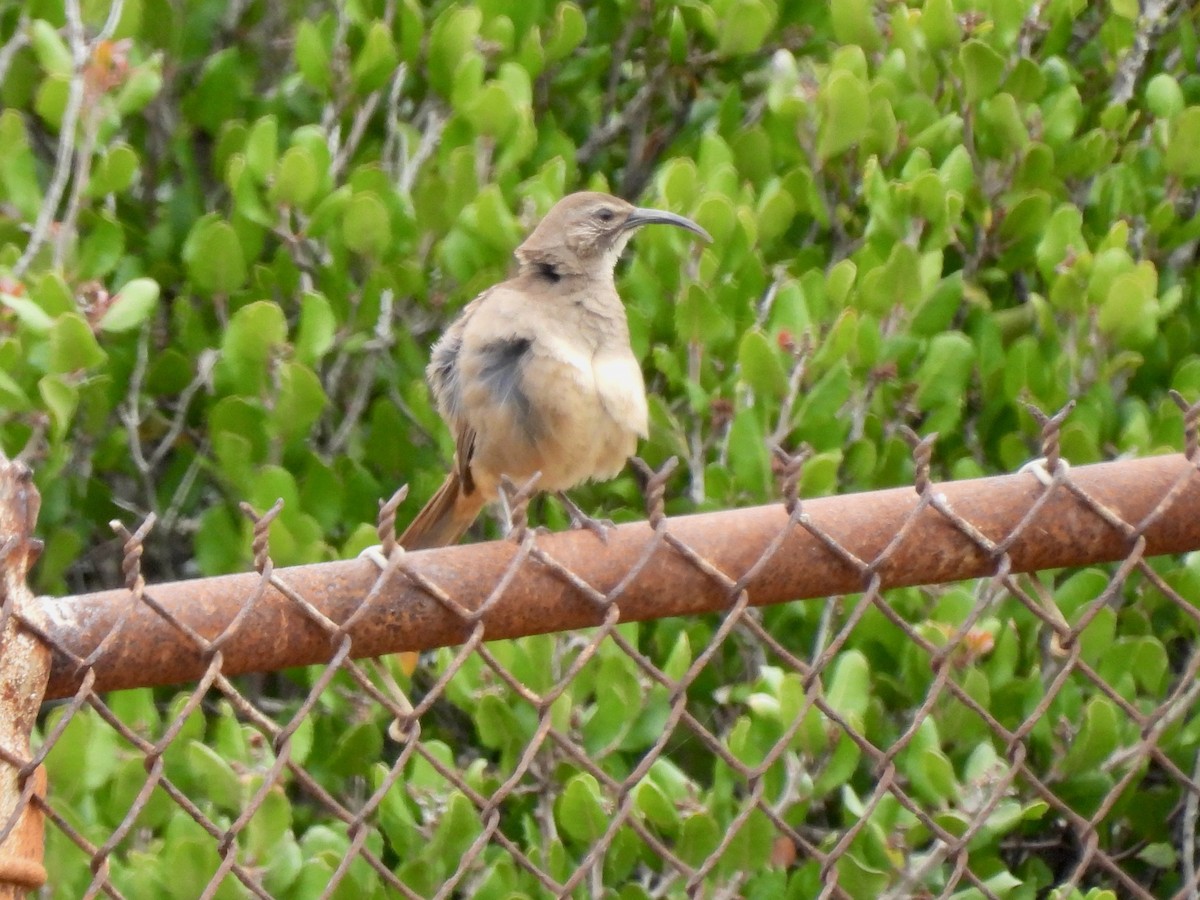 California Thrasher - Martha Wild