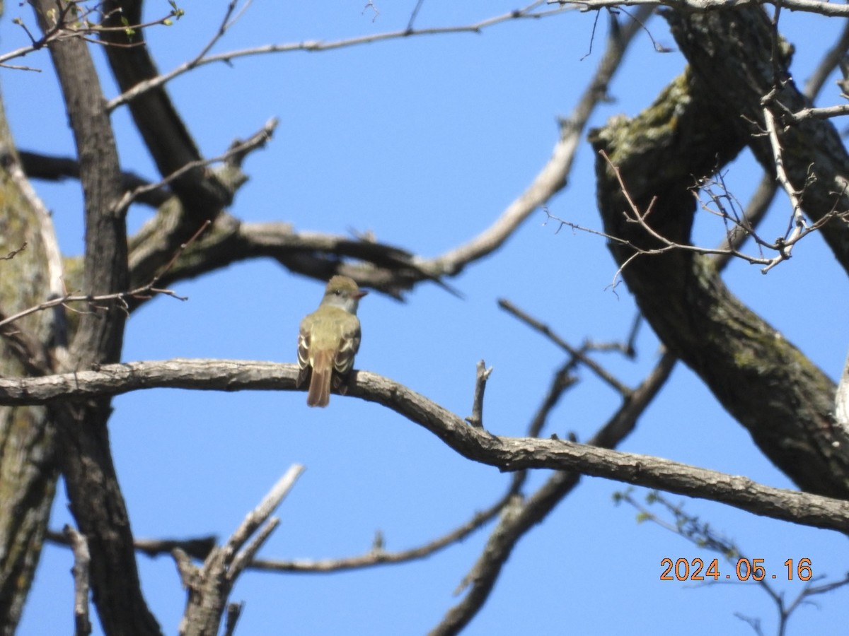 Great Crested Flycatcher - Lyne Pelletier