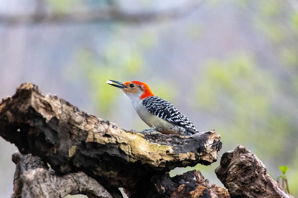 Red-bellied Woodpecker - Yifei Ma