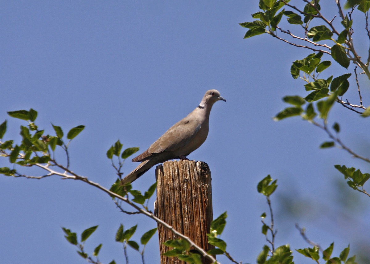 Eurasian Collared-Dove - William Clark