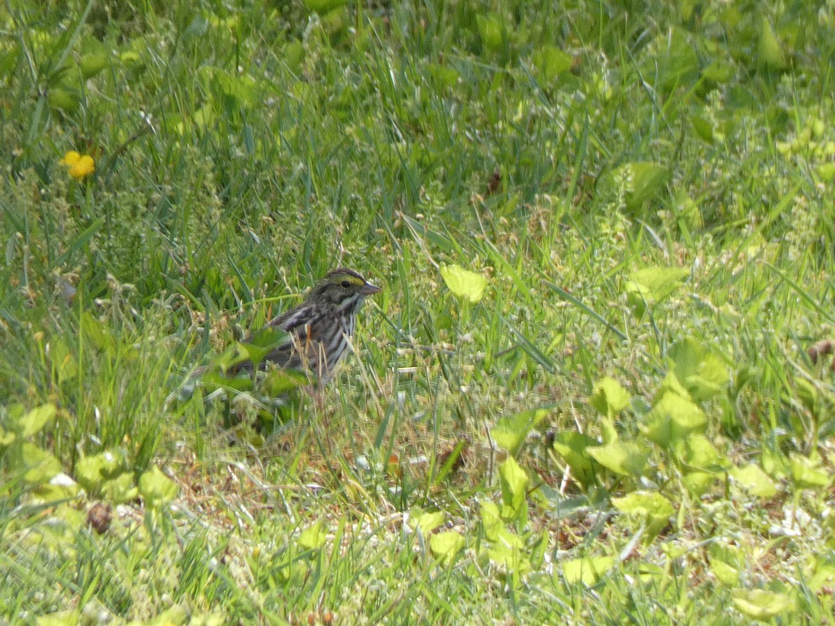 Savannah Sparrow - Elliot Dziedzic