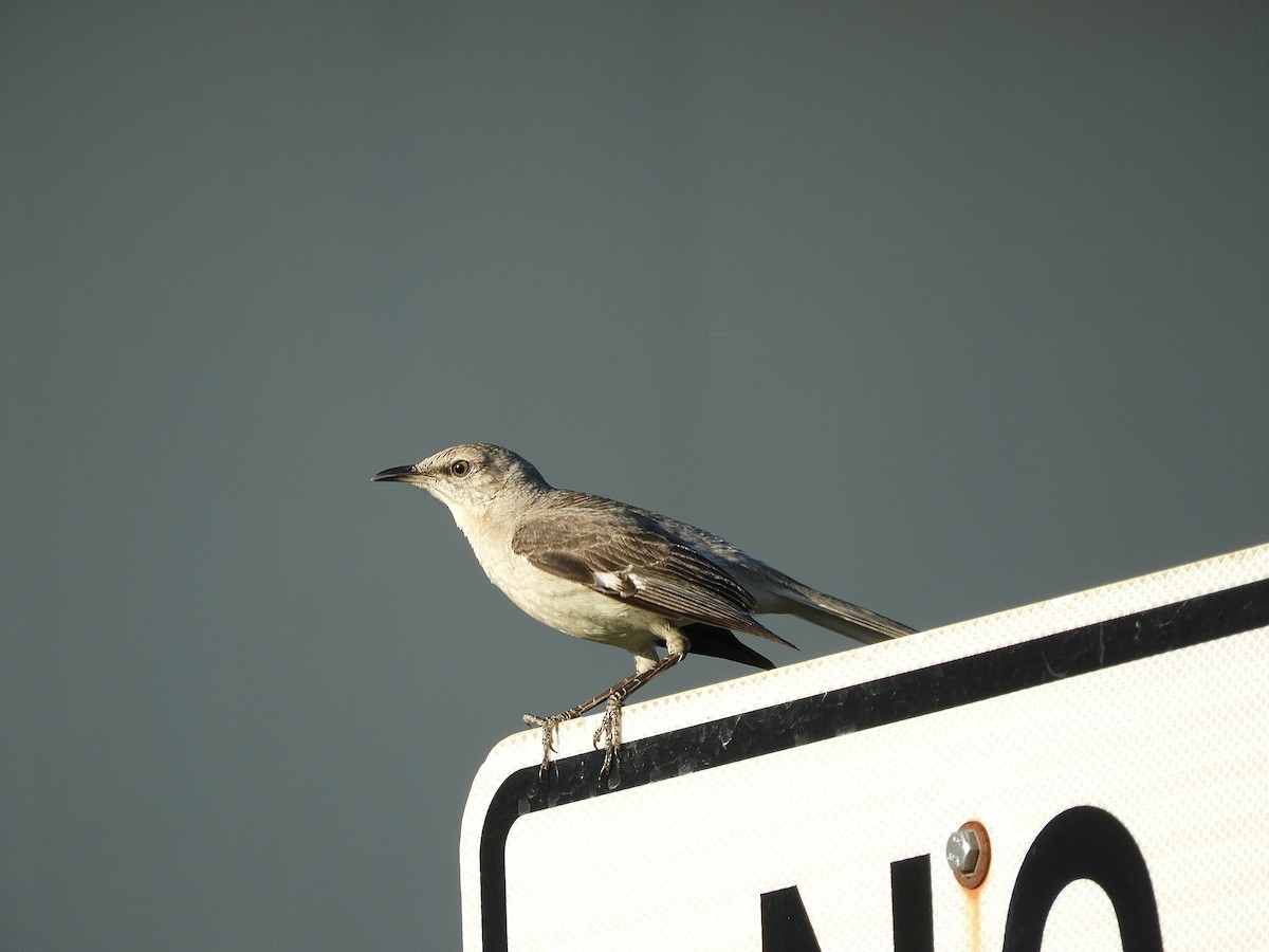 Northern Mockingbird - Victoria Vazquez