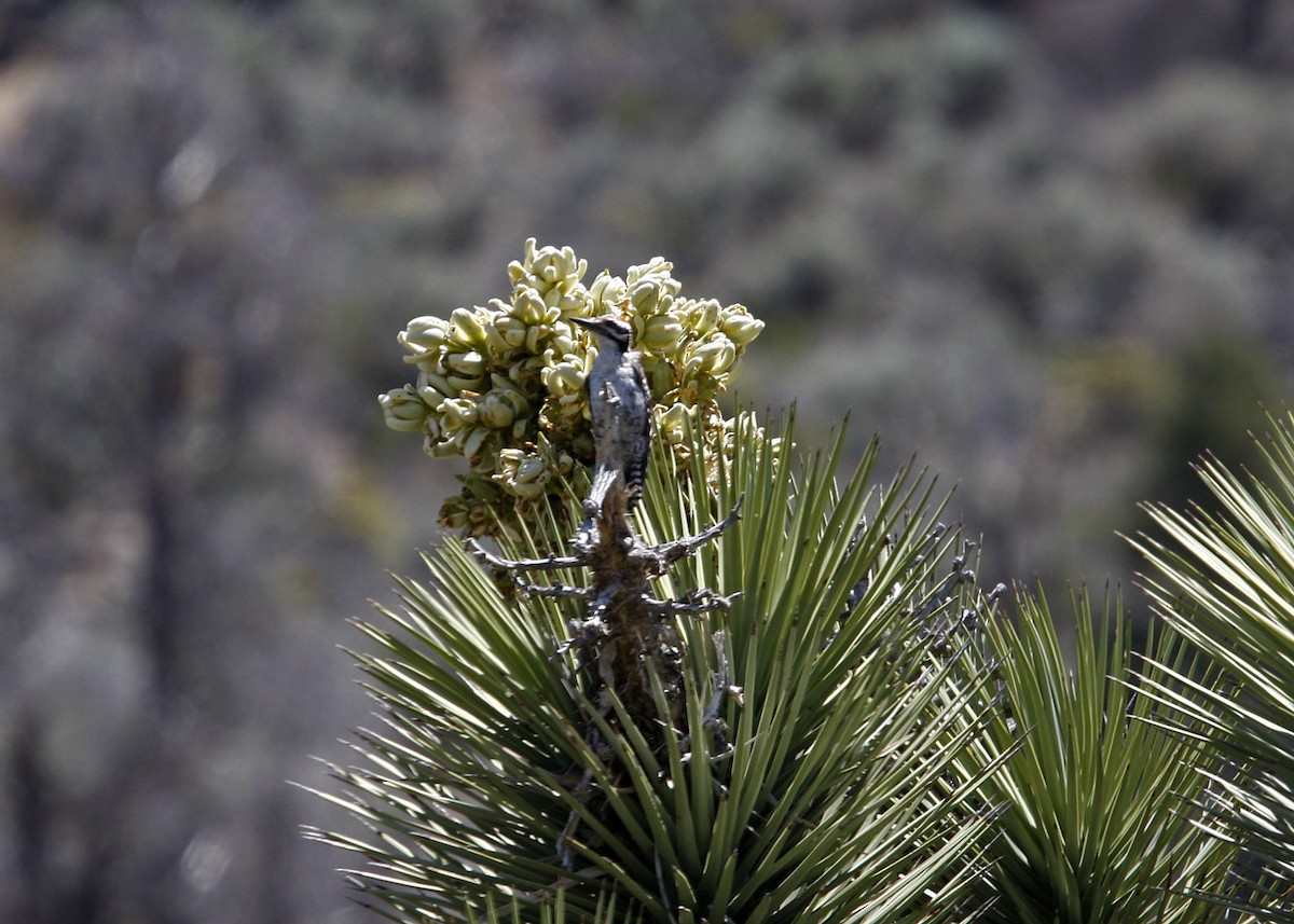 Ladder-backed Woodpecker - William Clark