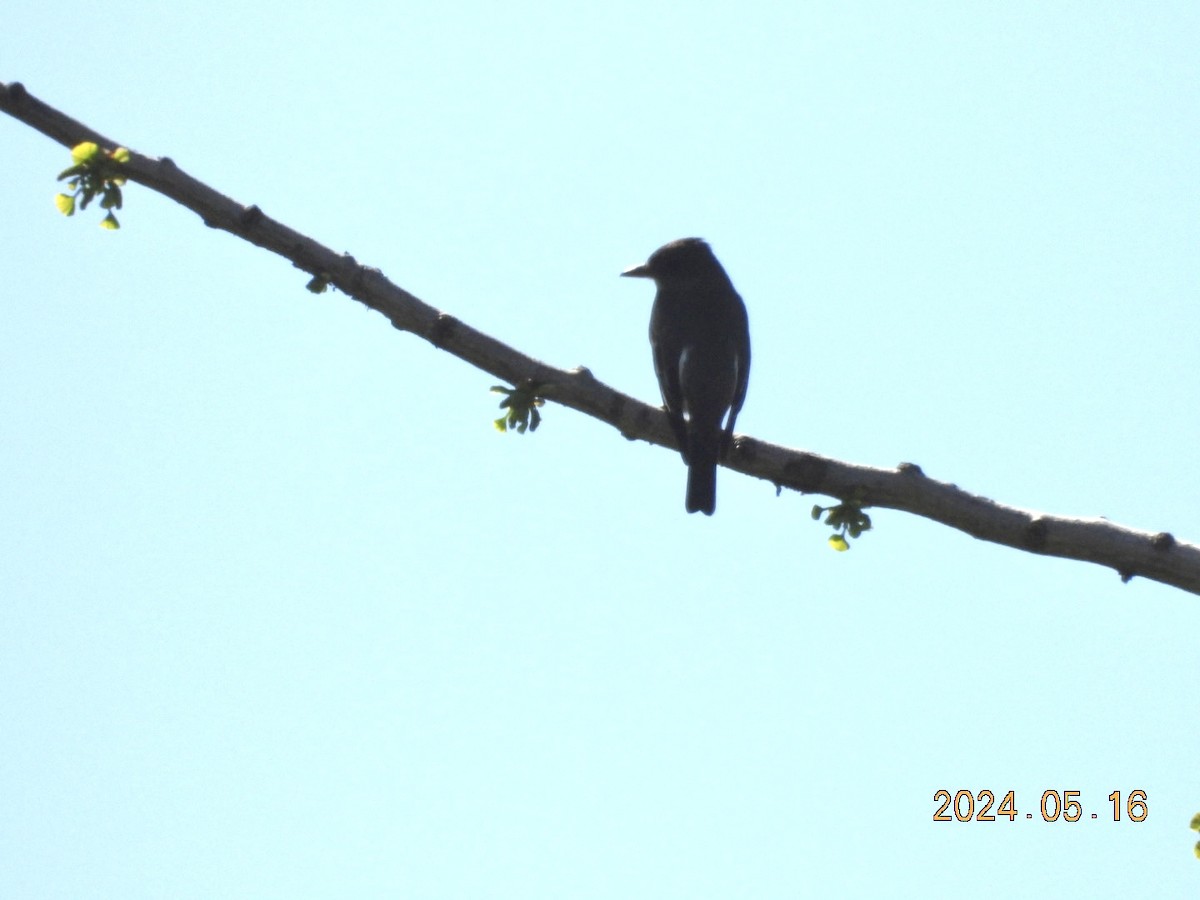 Olive-sided Flycatcher - Lyne Pelletier