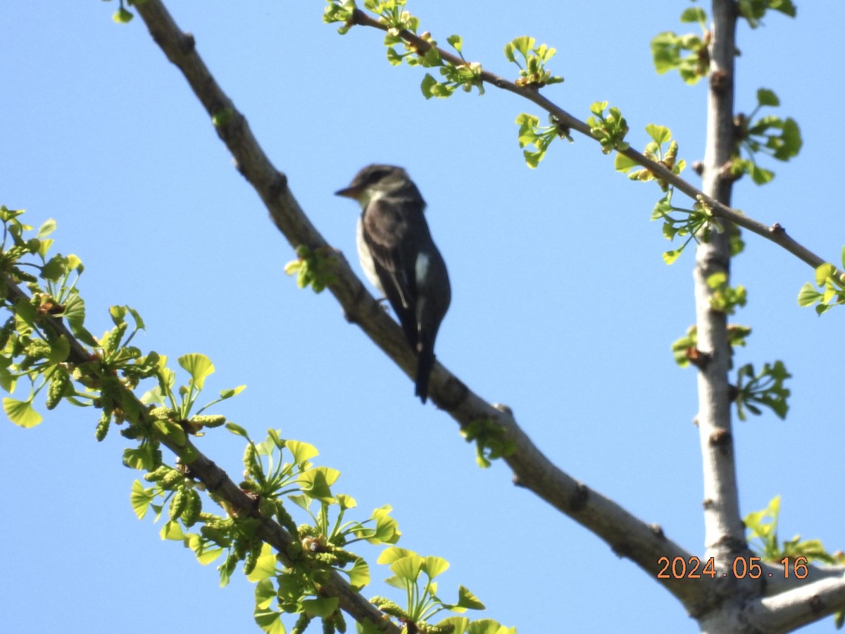 Olive-sided Flycatcher - Lyne Pelletier