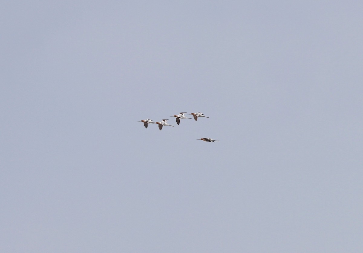 American Avocet - Andrew S. Aldrich