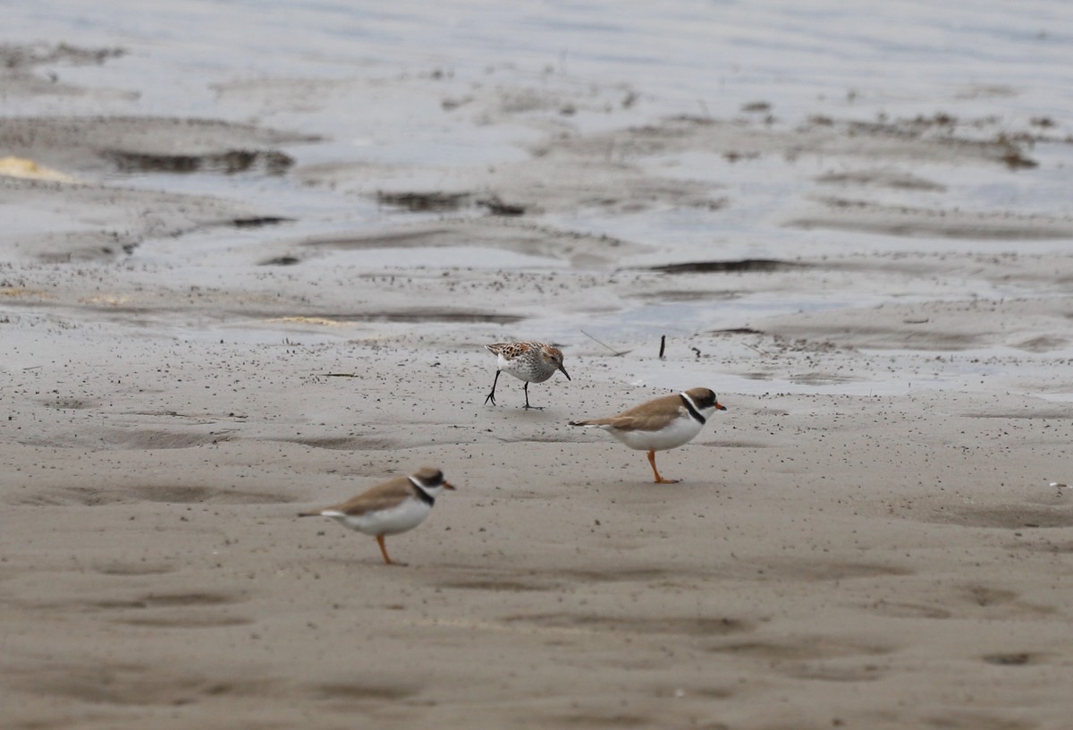 Western Sandpiper - Andrew S. Aldrich