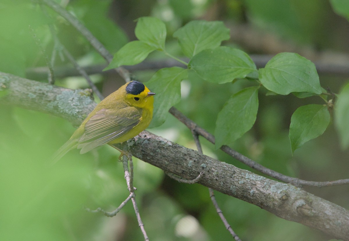 Wilson's Warbler - Sean McCann