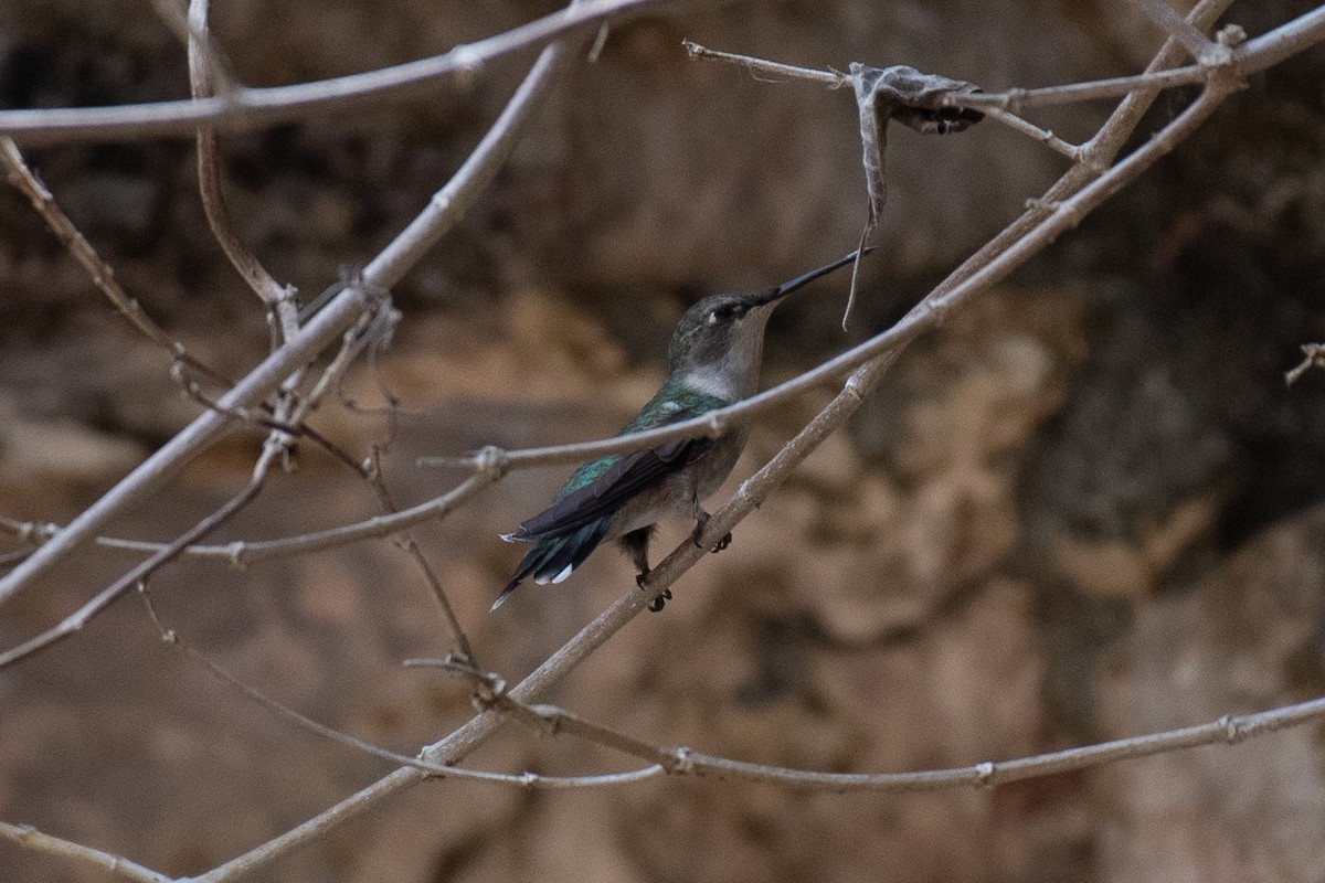 Ruby-throated Hummingbird - Niels Geelen