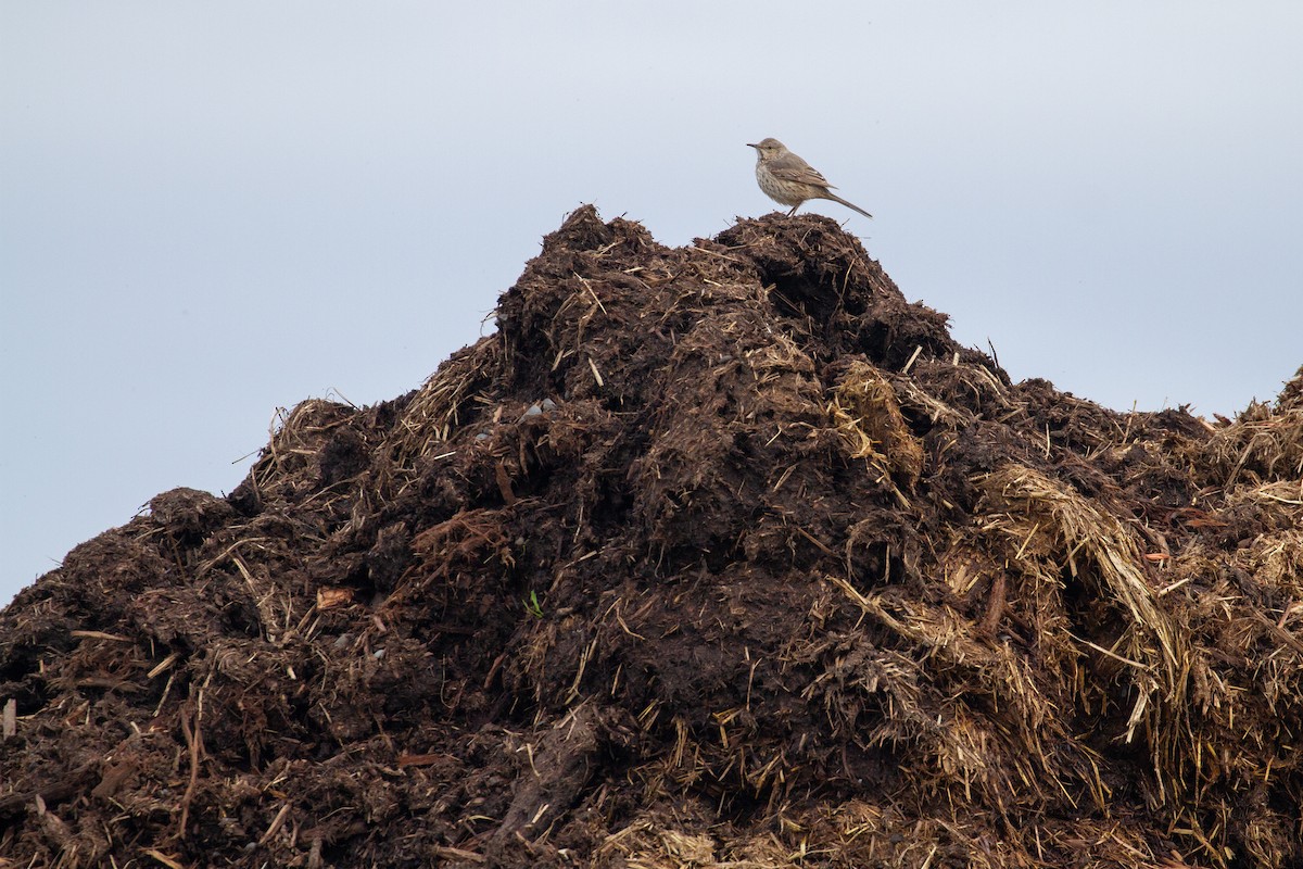 Sage Thrasher - Sasha Cahill