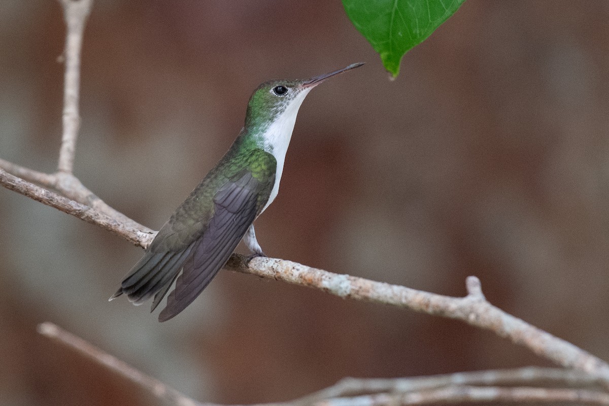 White-bellied Emerald - Niels Geelen