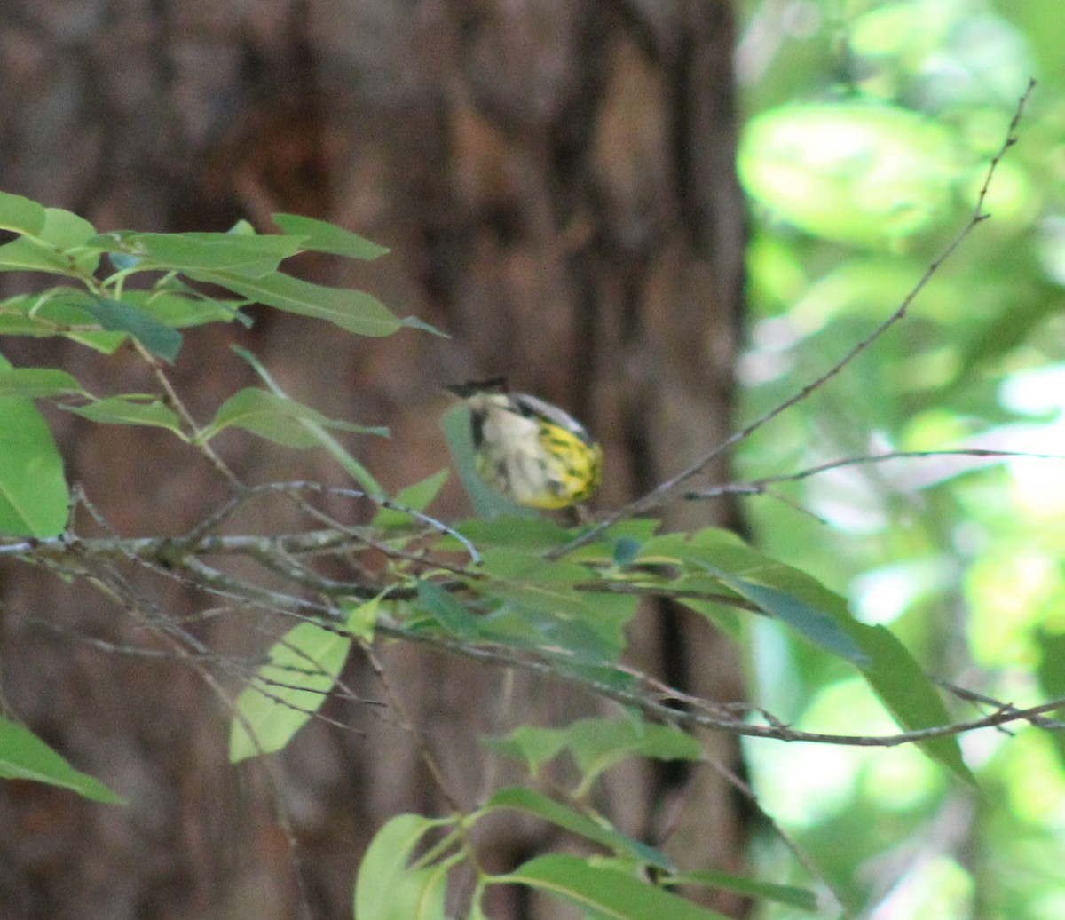 Magnolia Warbler - Mike Major