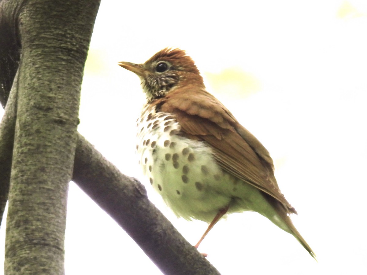 Wood Thrush - Yumi Doga