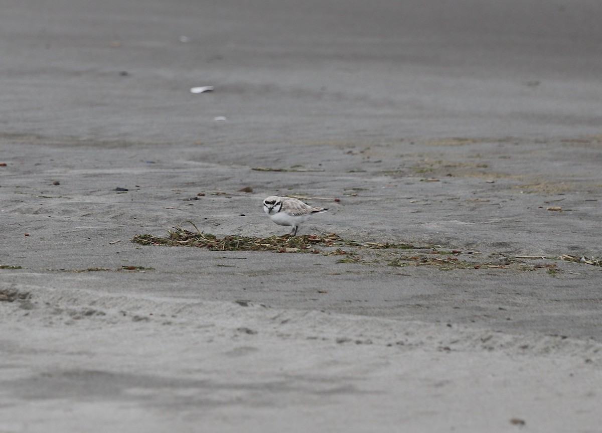 Snowy Plover - Andrew S. Aldrich