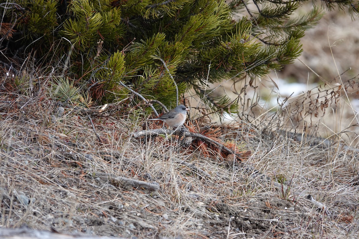 Dark-eyed Junco - ML619211097