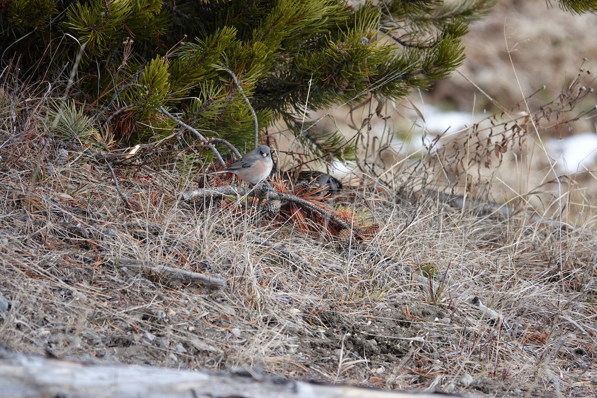 Junco Ojioscuro - ML619211098