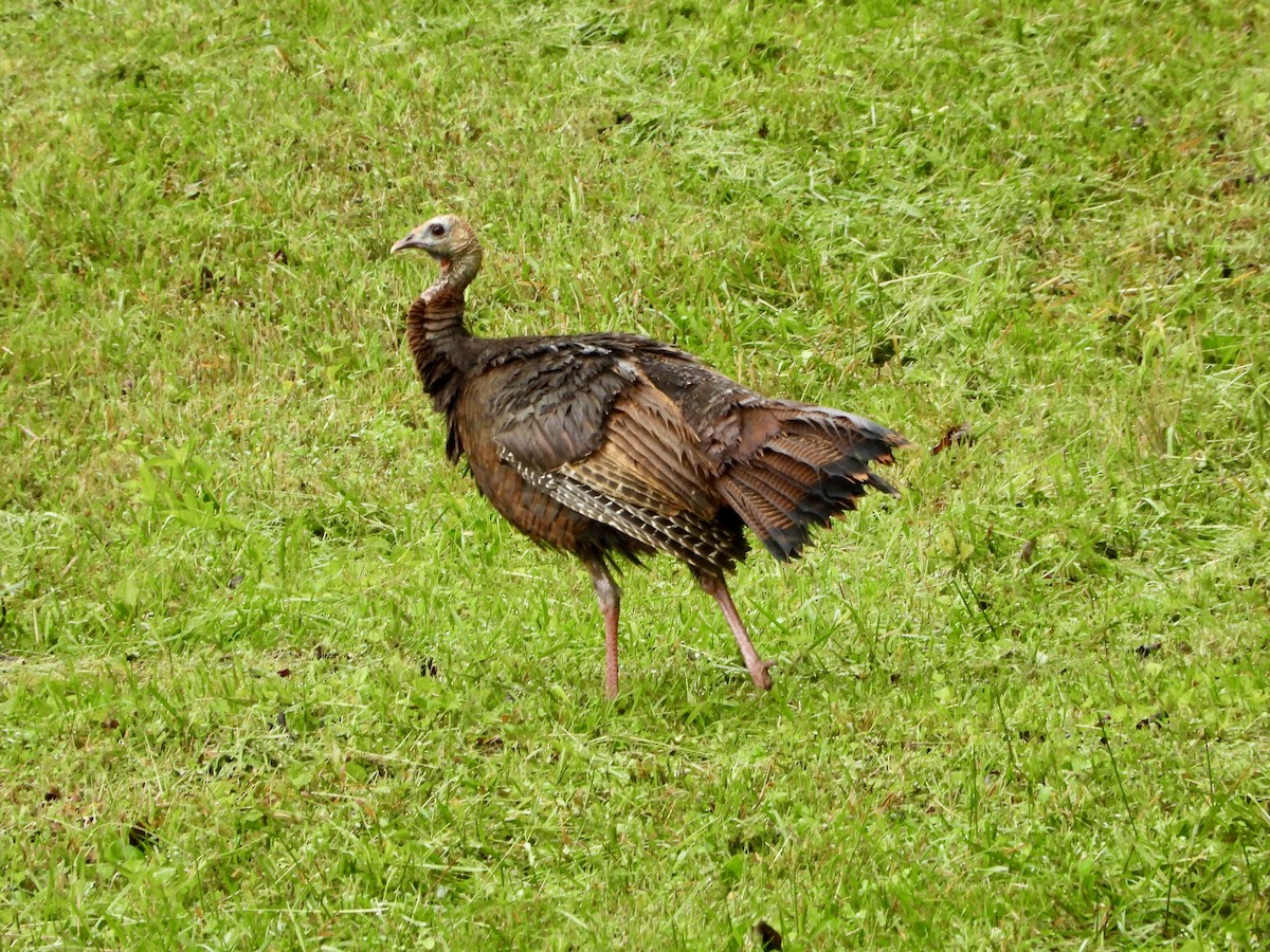 Wild Turkey - Walter Calhoun