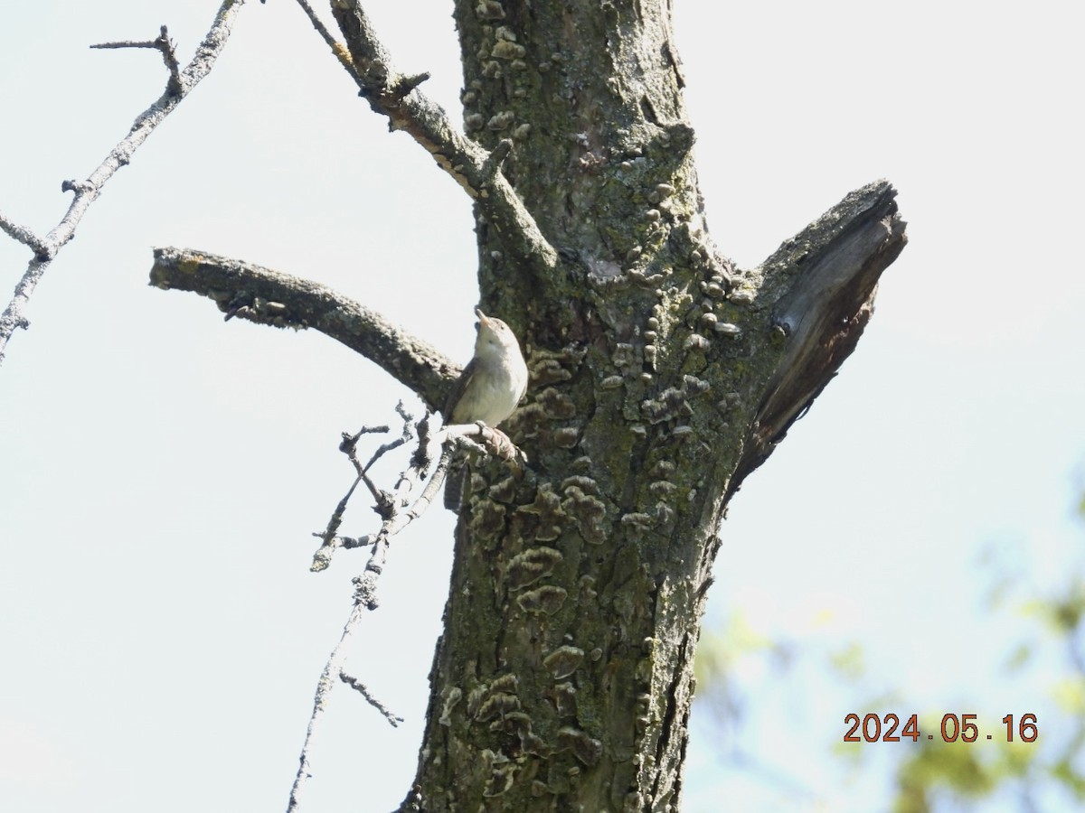 House Wren - Lyne Pelletier