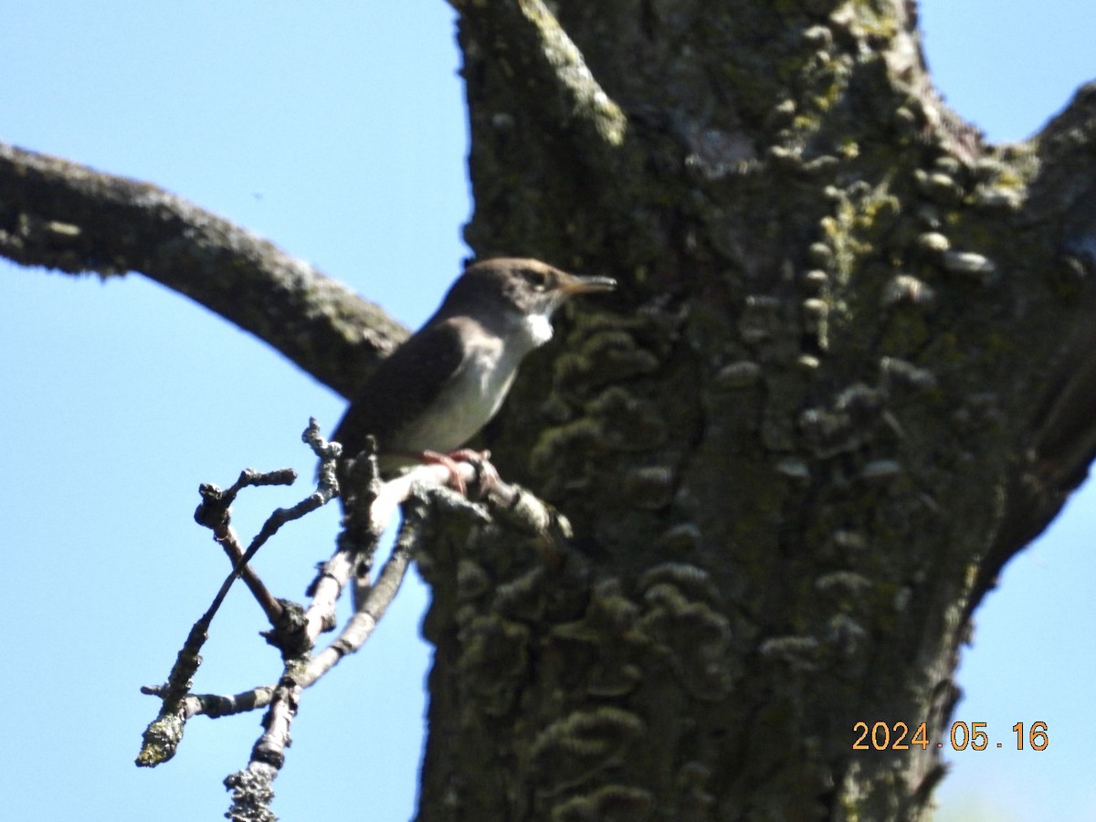 House Wren - Lyne Pelletier