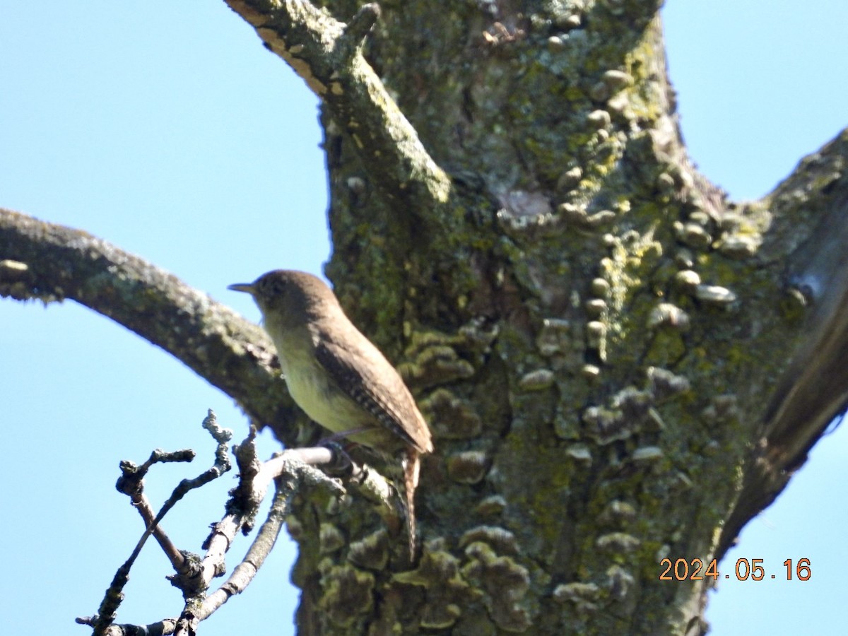 House Wren - Lyne Pelletier