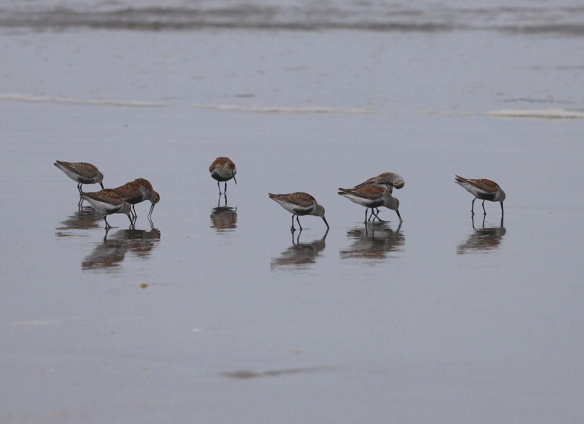 Dunlin - Andrew S. Aldrich