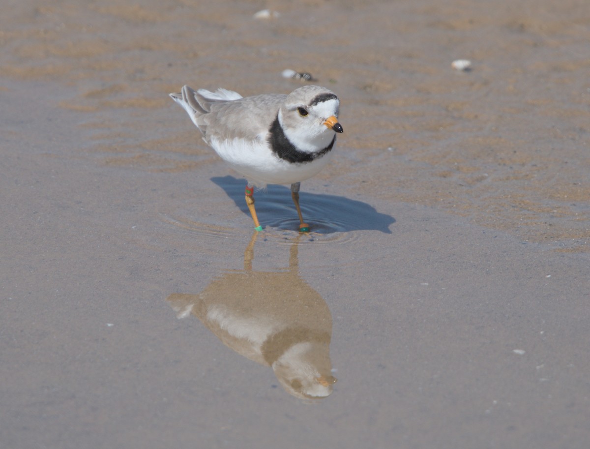 Piping Plover - Sean McCann