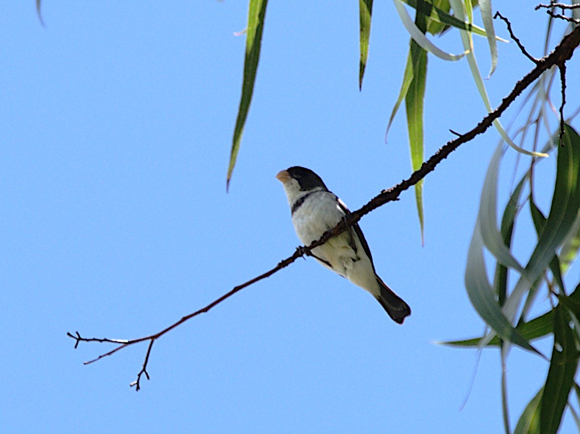 White-throated Seedeater - Patrícia Hanate