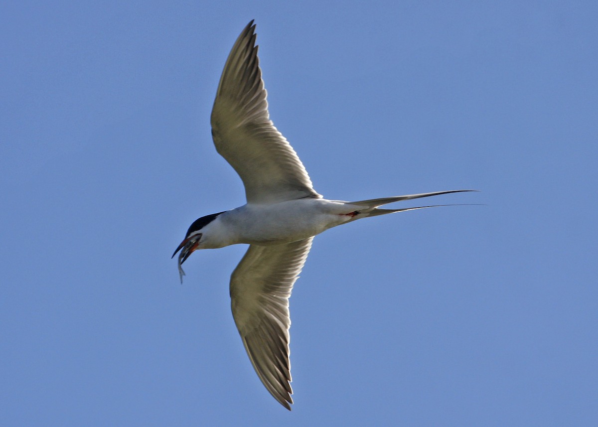 Forster's Tern - William Clark