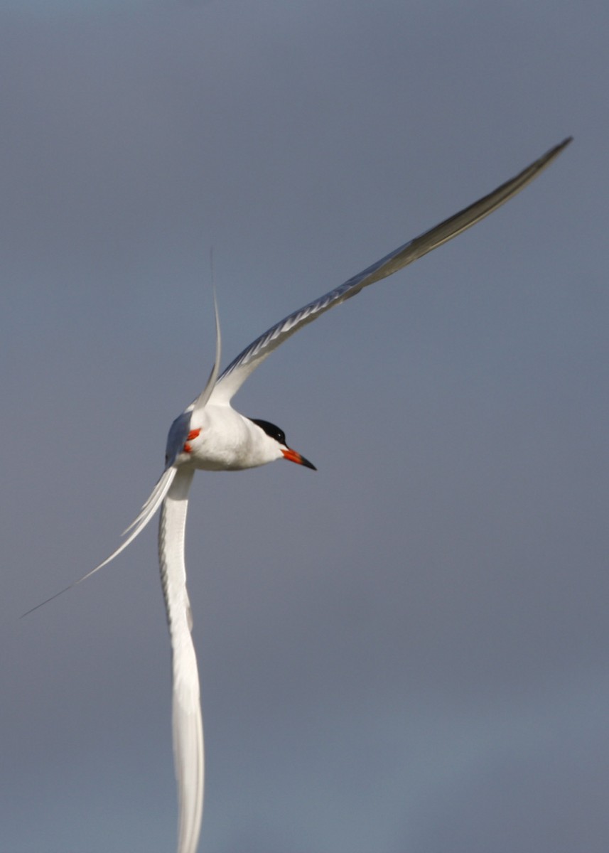 Forster's Tern - William Clark