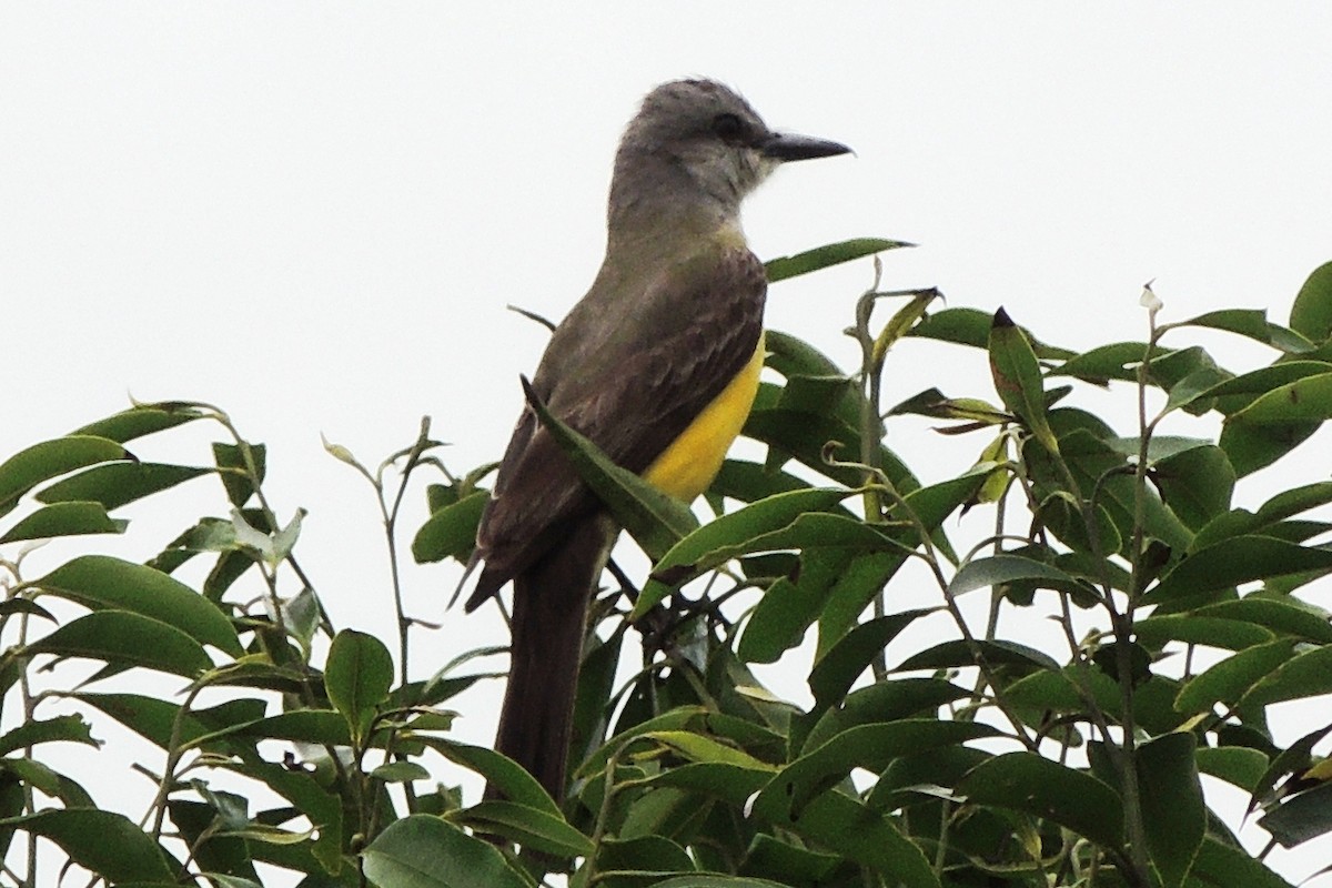 Tropical Kingbird - Licinio Garrido Hoyos