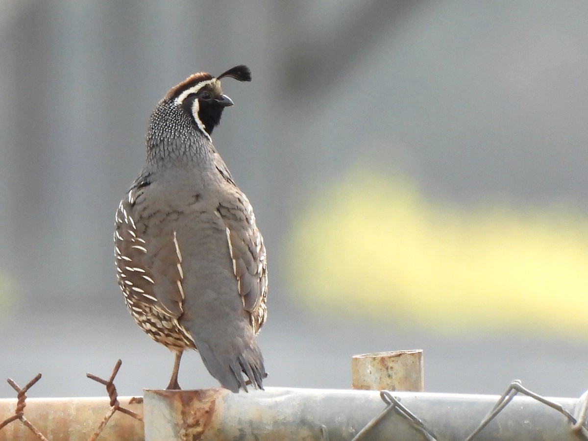 California Quail - Kiandra Mitchell