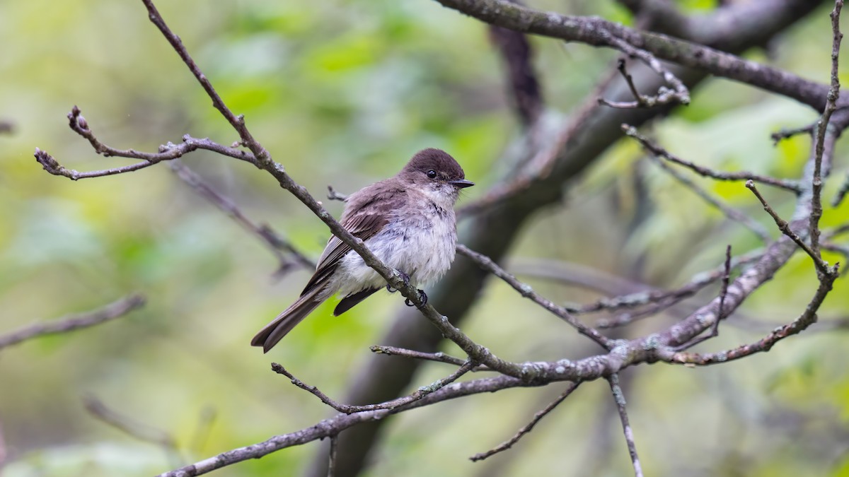 Eastern Phoebe - Tianshuo Wang