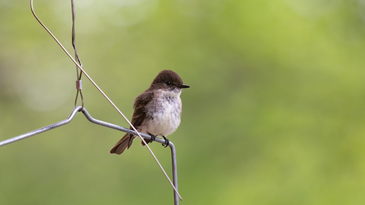 Eastern Phoebe - Tianshuo Wang