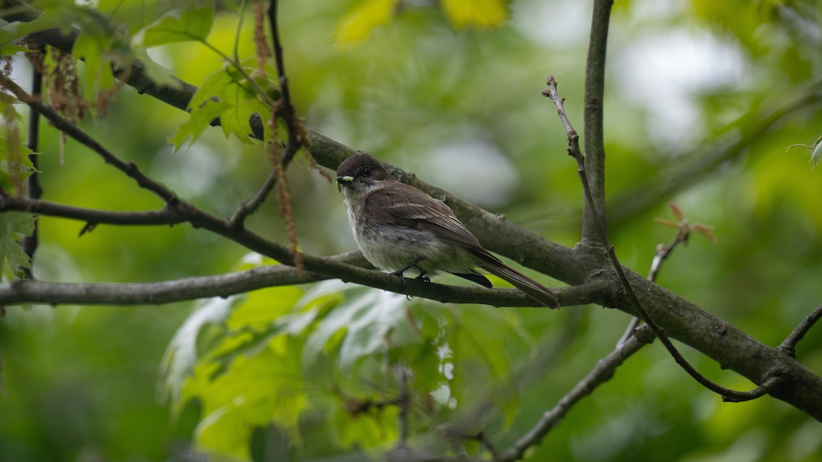 Eastern Phoebe - Tianshuo Wang