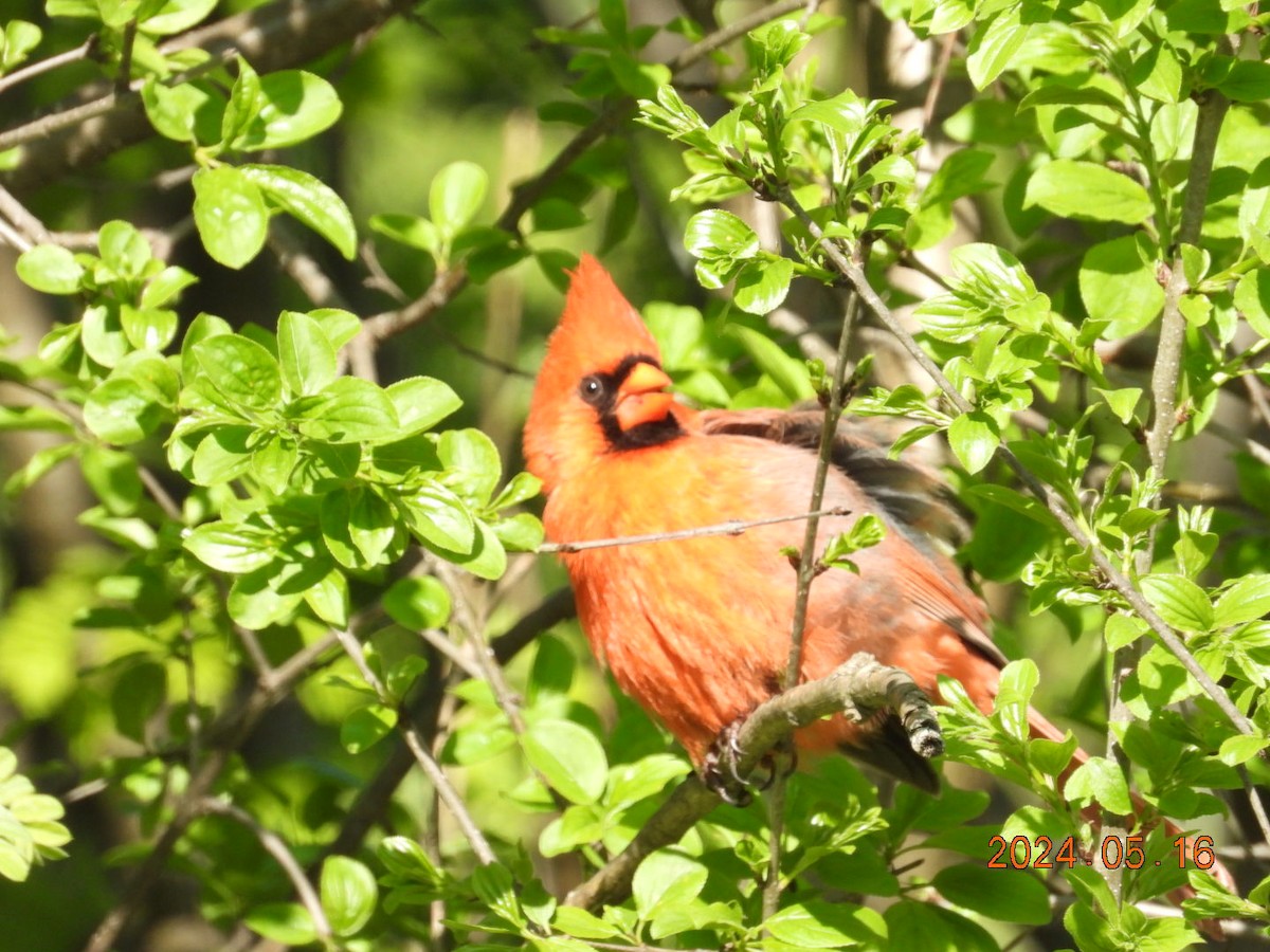 Northern Cardinal - Lyne Pelletier