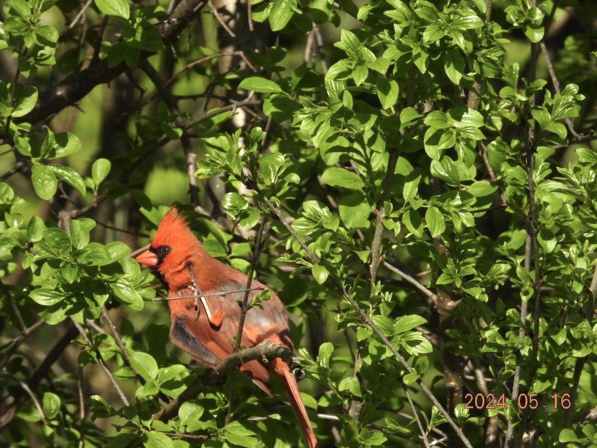 Northern Cardinal - Lyne Pelletier