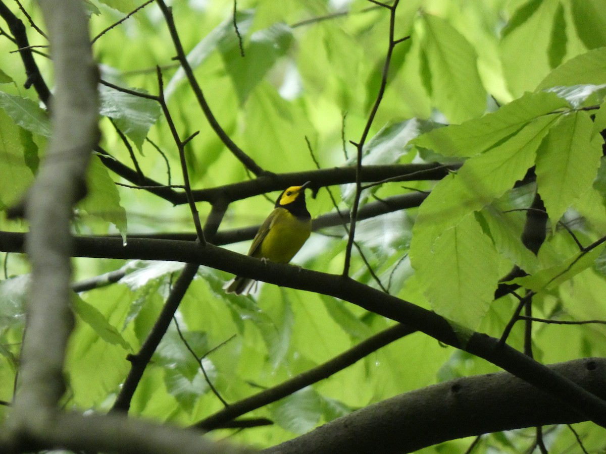 Hooded Warbler - Elliot Dziedzic