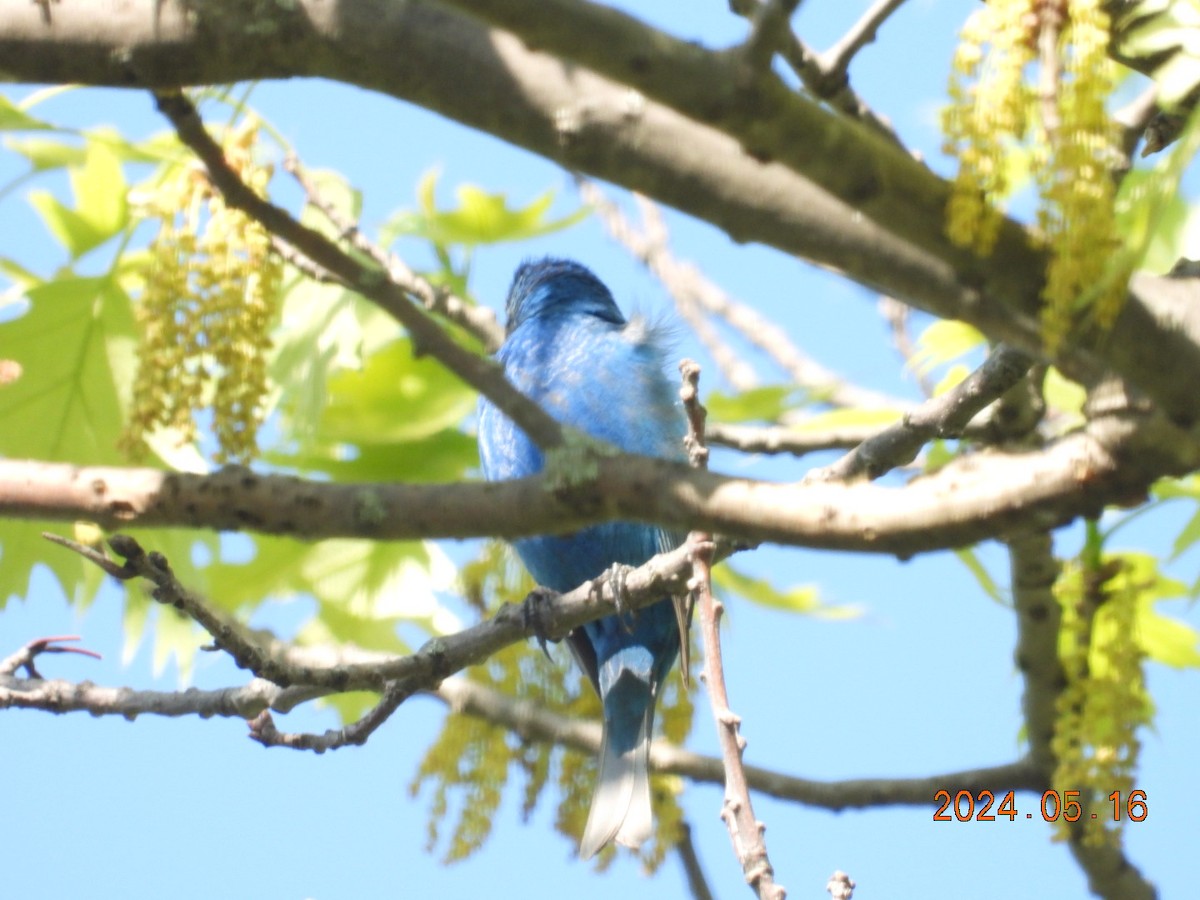 Indigo Bunting - Lyne Pelletier