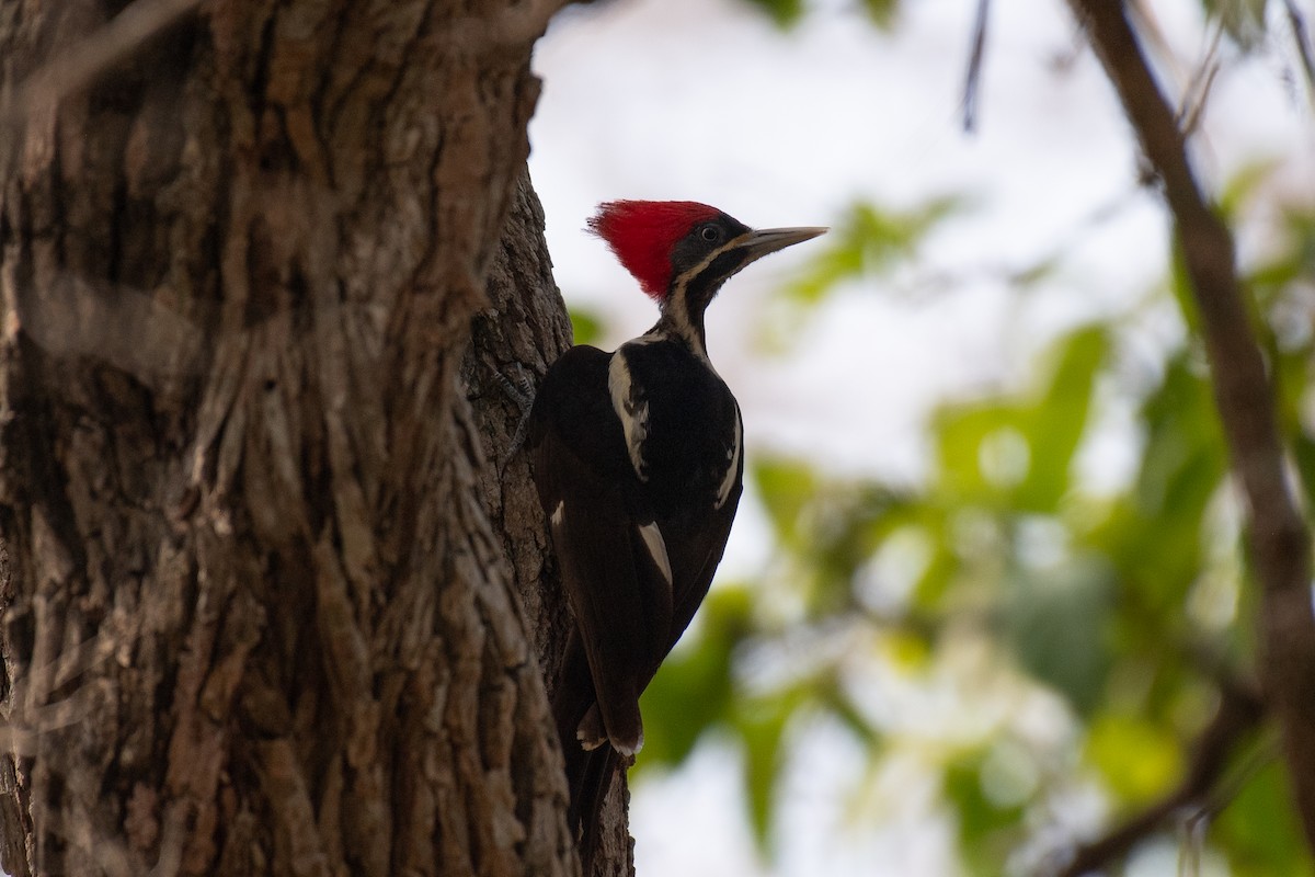 Lineated Woodpecker (Lineated) - Niels Geelen