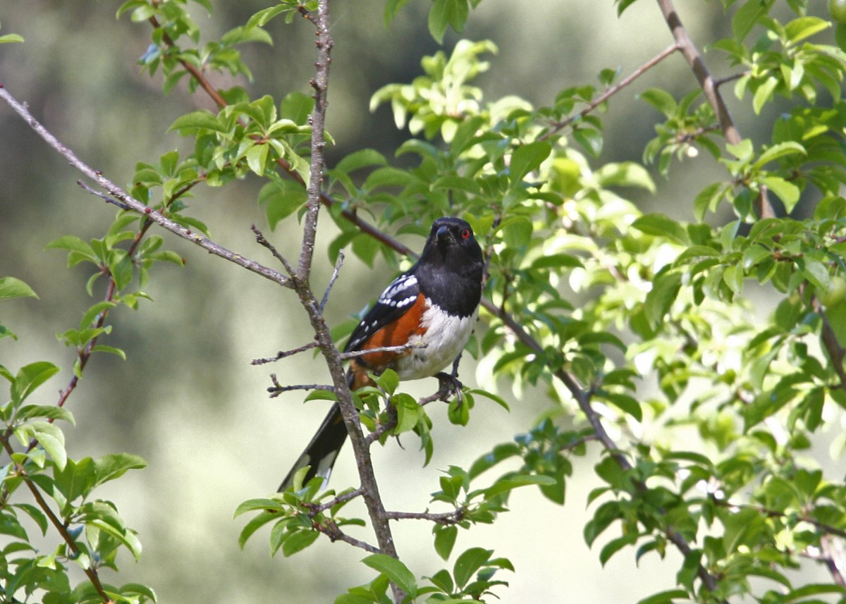 Spotted Towhee - William Clark